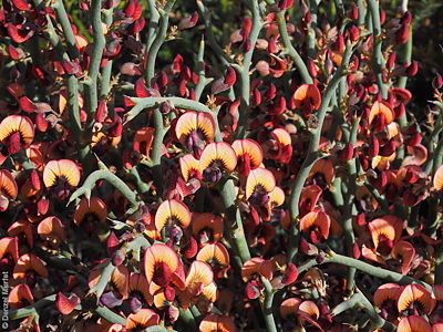 Daviesia brevifolia f Denzel Murfet Waitpinga Cliffs